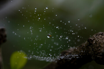 abstract art of blur water drops on spider web