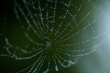 Naklejka premium abstract art of blur water drops on spider web