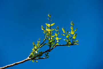 Melientha suavis ;  or phak wan in the forest of Thailand plants in humid tropical forests
