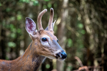 Friendly deer in a forest in Wisconsin