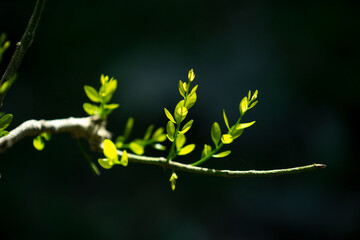 Melientha suavis ;  or phak wan in the forest of Thailand plants in humid tropical forests