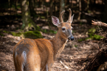 Naklejka na ściany i meble Friendly deer in a forest in Wisconsin