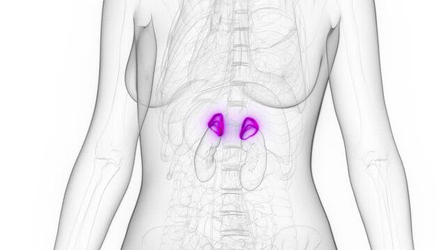 3d rendered medical animation of the adrenal glands of a woman