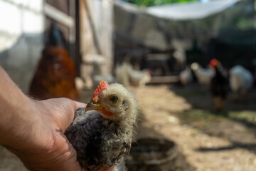 small chicken in the palm of your hand.