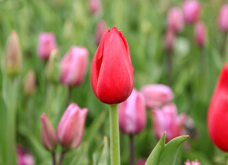 Beautiful bouquet of tulips in the garden