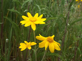 Obraz premium yellow daffodils in spring