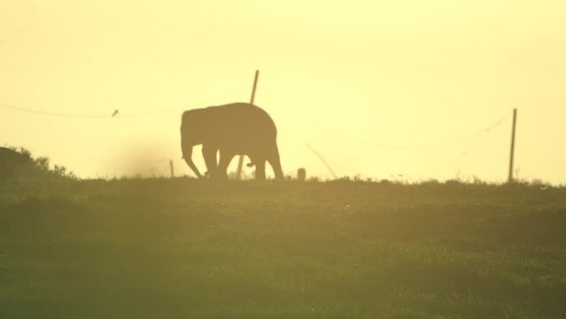 Elephas maximus sumatranus.  A Sumatran elephant is walking in the middle of a grassland in Indonesia's Way Kambas Forest National Park. Silhouette video. 