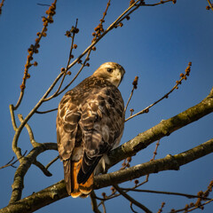 red tailed hawk looking back