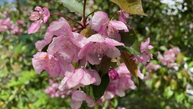 Beautiful spring pink apple tree flowers with rain drops close up.