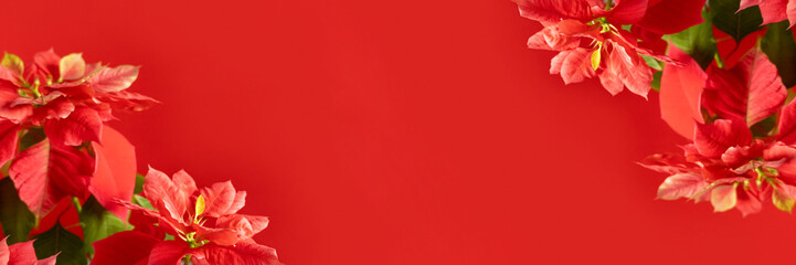 Obraz premium Banner made with poinsettia flowers on red background with copy space. Selective focus. Template for your design