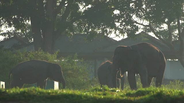 Elephas maximus sumatranus.  Sumatran elephants in Indonesia's Way Kambas Forest National Park.