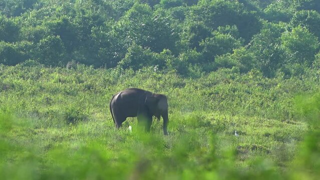 video of the elephant "Elephantidae" walking and looking for food in the middle of the meadow of the Indonesian Way Kambas Forest National Park.