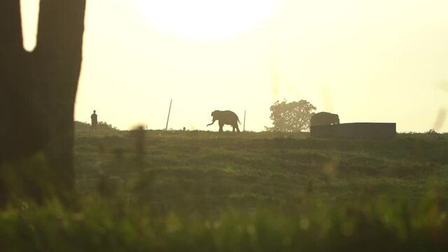 silhouette videos. dark video object against a light color background, an elephant is walking in the middle of the meadow of the Indonesian Way Kambas Forest National Park, at dusk.the background of t
