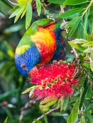 Rainbow Lorikeet in the bottlebrush tree on a rainy day