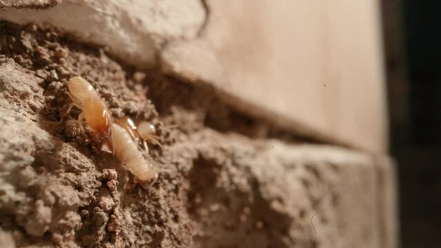 A termite bounces his head outside of a colony in the walls of a garage in a home shot on a Super Macro lens almost National Geographic style.