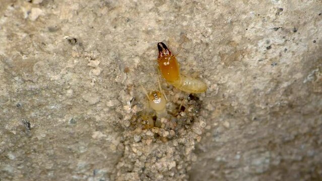 A Timelapse of a termite colony  repairing a mud tunnel in the garage in a home shot on a Super Macro lens almost National Geographic style.
