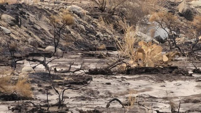 After the fire all that remains is burnt branches and blackened barren ground
