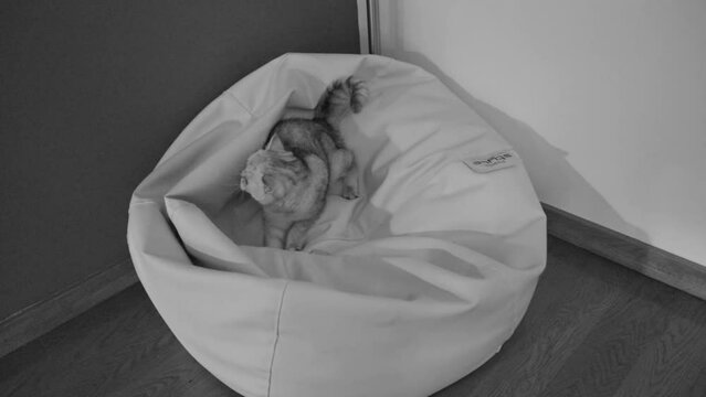 Chinchilla Persian Domestic Cat playing on your puff at white and black mood.
