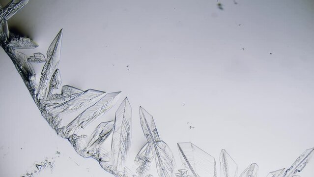 Growing salt crystals time lapse under microscope bright field view