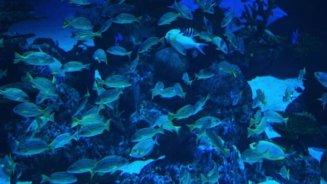 Group of fish swimming among a giant tank in an aquarium.
