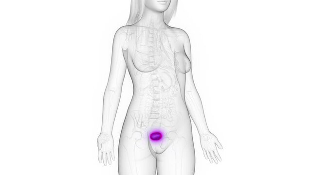 3d rendered medical animation of a woman's bladder