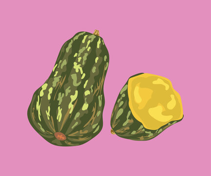 loche squash vector illustration