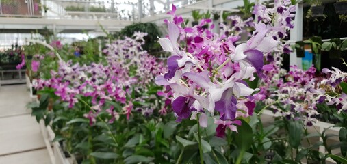 Beautiful Purple White Orchid Flower. Dendrobium Unicorn Orchid, Tropical Blossom Orchid Flower