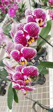 Phalaenopsis I-Hsin Stacy, Beautiful Red Pink and White Tropical Blossom Orchid Flower