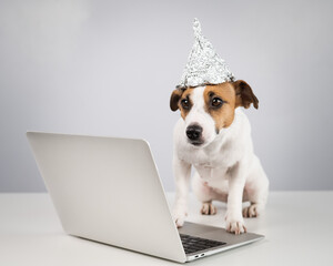 Jack Russell Terrier dog in a foil hat works at a laptop.  - obrazy, fototapety, plakaty
