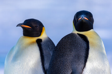 Emperor Penguins of the Antarctic near Snow Hill
