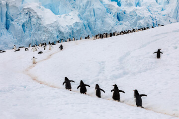 Gentoo Penguins climb a hill to their rookery in a remote area of Antarctica with glaciers in the...