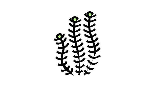 hornwort marine seaweed color icon animation