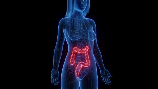 3d rendered medical animation of a woman's colon and rectum