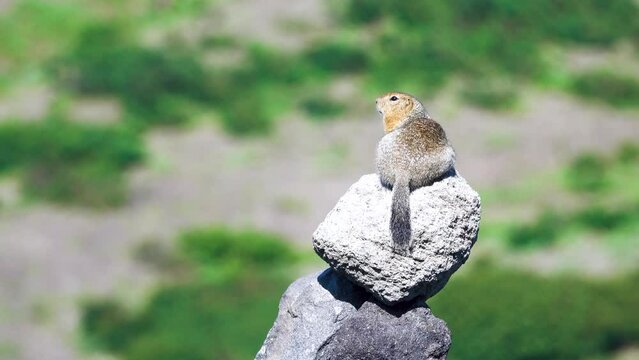 Arctic ground squirrel (Citellus parryi) in Kamchatka it lives on volcanic upheaval on volcanic slag and lava fields. Russia.