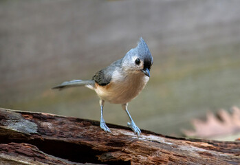Young titmouse  bird standing on a log outdoors