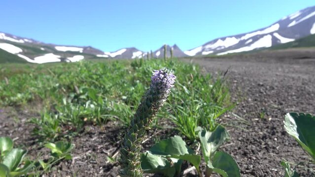 Weaselsnout (Lagotis glauca) on a volcanic slag plateau, semi-parasitic plants, phytoparasite. Against the backdrop of an active volcano Kamchatka