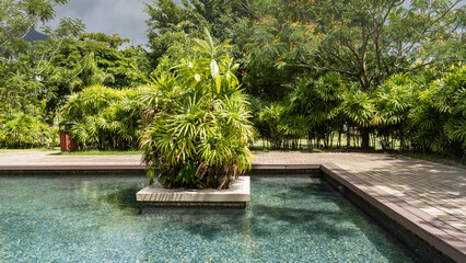 Landscape design in the park. In a decorative pool with turquoise water, a stunted palm tree grows...