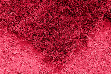 Triangular plot of turf with green grass on soil in field top view. image toned in color of year 2023 viva magenta. Straigh line of new freshly installed green rolled lawn grass.