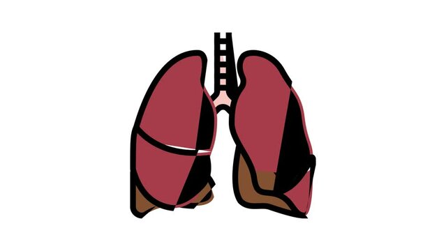 lung human organ color icon animation