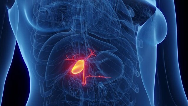 3d rendered medical animation of a woman's gallbladder