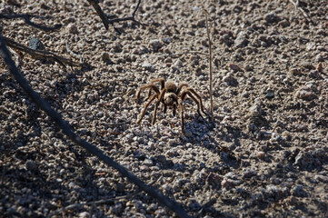 Tarantula Spider Crawling Towards The Viewer
