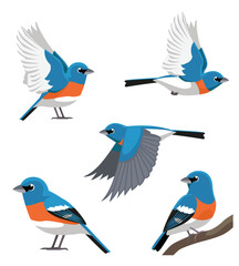 Cute Bird Lazuli Bunting Cartoon Vector