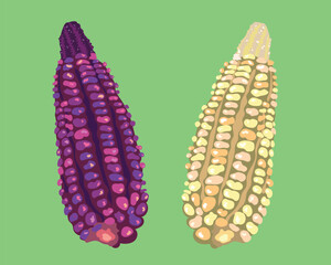 purple corn peruvian white corn vector illustration