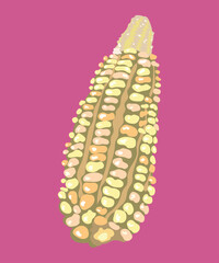 peruvian white corn vector illustration