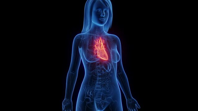 3d rendered medical animation of a woman's healthy heart