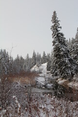 winter forest, Whitemud Park, Edmonton, Alberta