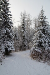 winter in the forest, Whitemud Park, Edmonton, Alberta