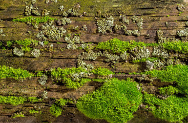 The surface of old wood with mosses and lichens.
