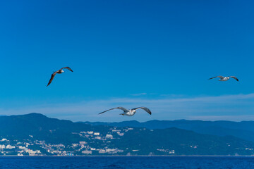 青空を自由に飛ぶ白いカモメ