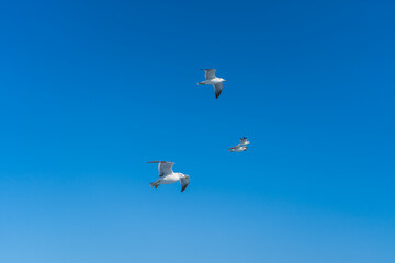 船を追いかけて飛ぶカモメの群れ